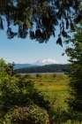 Washington State, Skamania County. Mount St. Helens or Louwala-Clough is an active stratovolcano. Art Print
